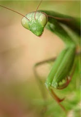 SZABÓ KOLOMIJA ENDRE FOTÓI